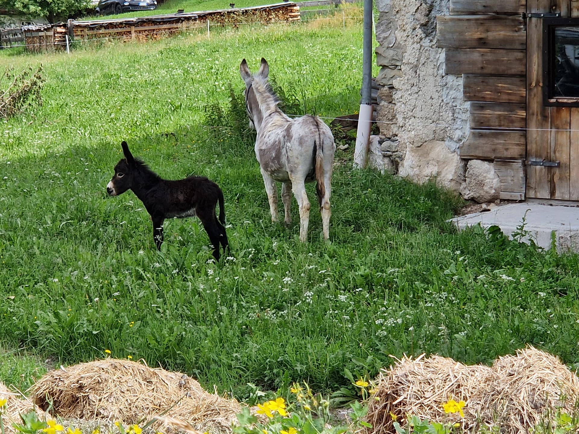 San Vigilio, typical Ladin: cuisine, history and traditions 4