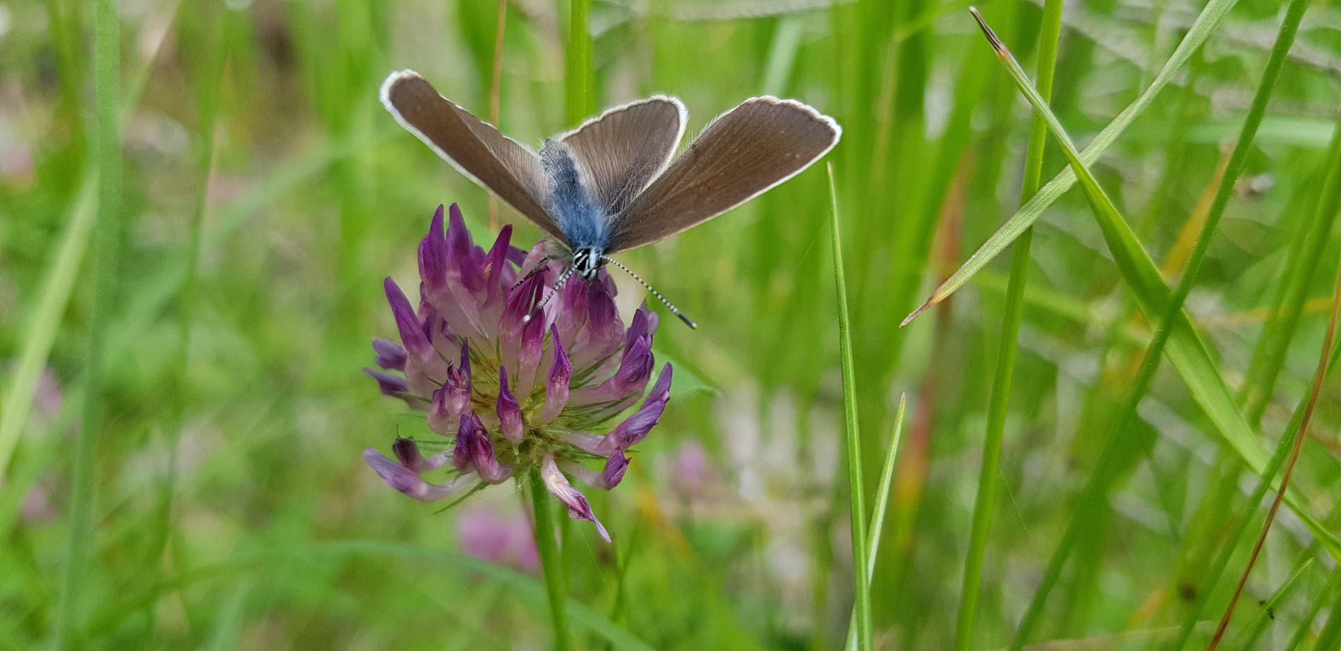 Butter- und Wildkräuterverkostung in San Vigilio di Marebbe 4