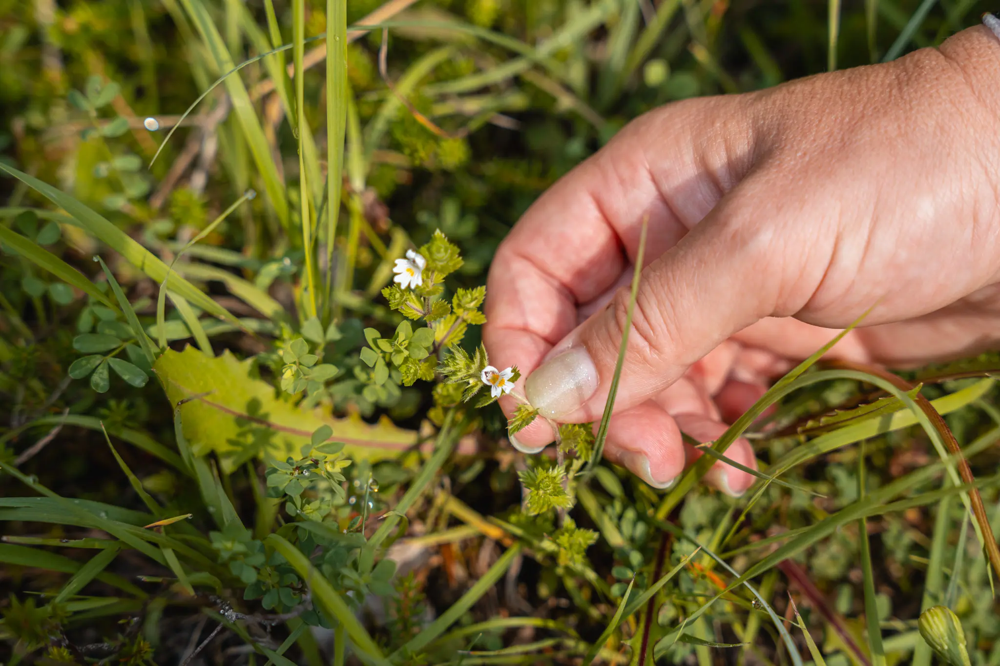 Le erbe spontanee a San Vigilio di Marebbe